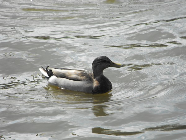 Duck