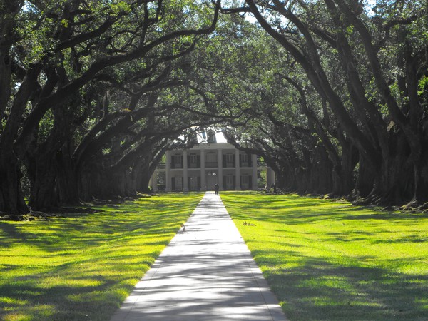 southern oaks