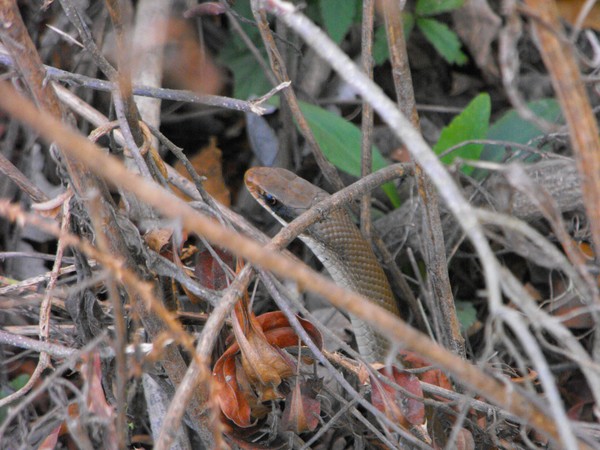 Snake