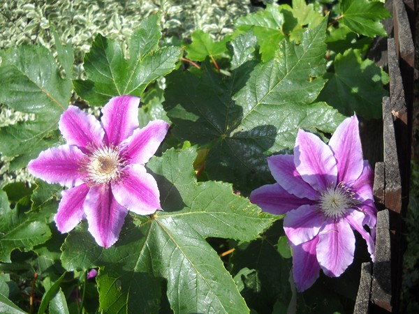 Flowers & shadow.HAPPY EASTER to All friends