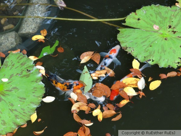 Like Fish in the Water
