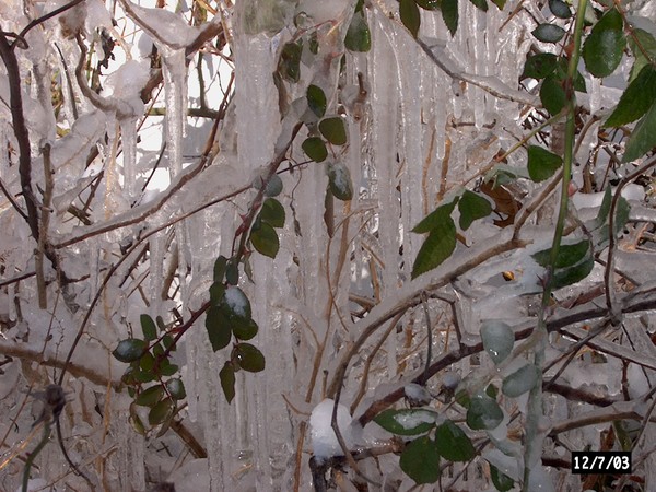 Ice-witch's Forest of Thorns