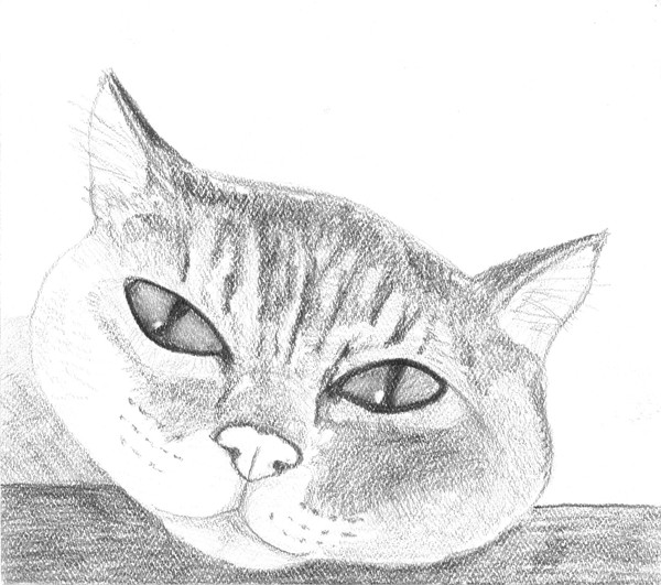 cat