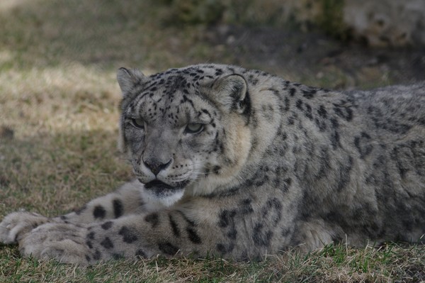 Snow Leopard