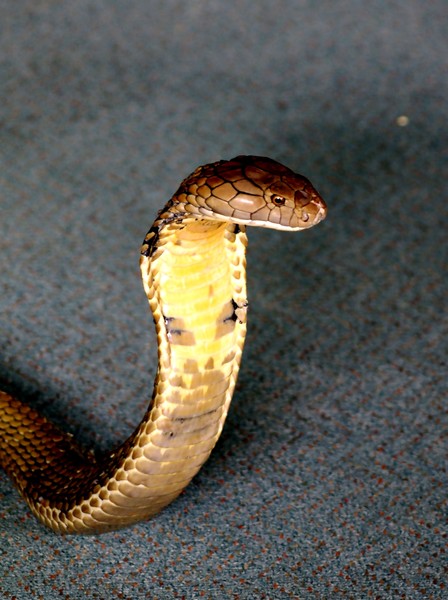 King Cobra