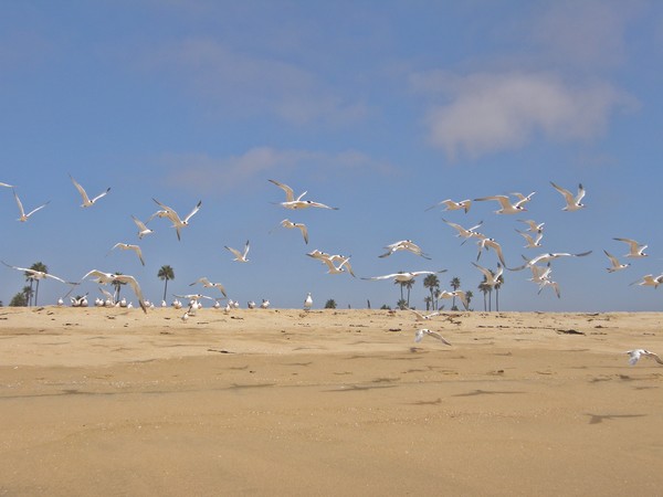 Seagulls