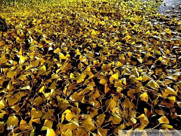 carpet of leaves