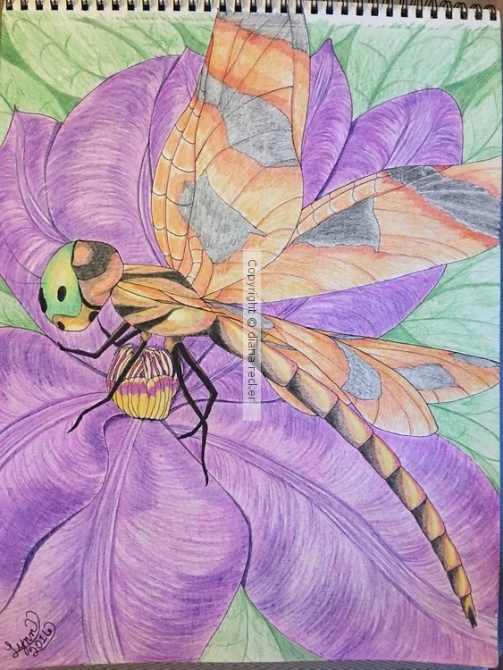 Dragonfly on purple clematis