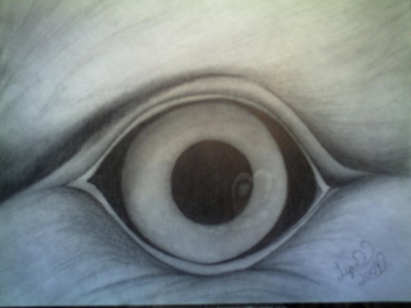 reflections in an eagles eye