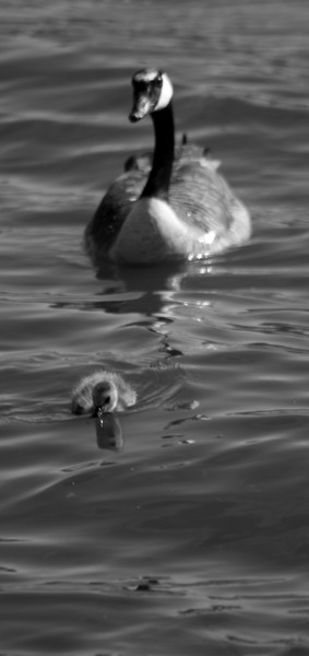 Mama Goose 3