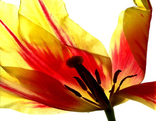tulip 1