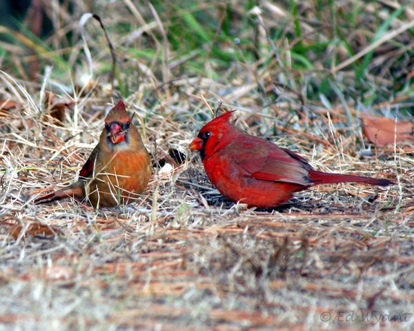 Cardinals