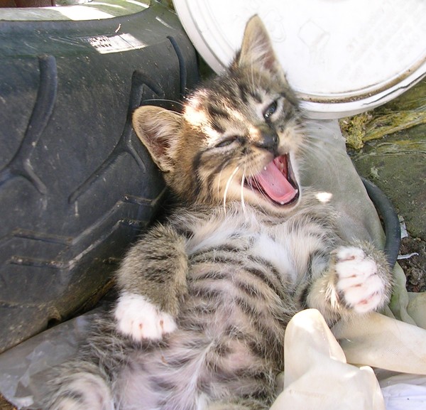 Interrupted Nap