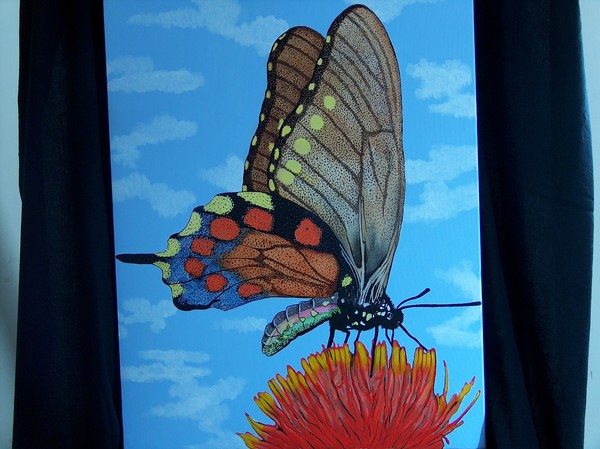 fl butterfly
