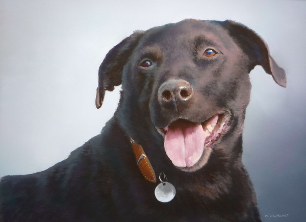 Portrait of my dog Max