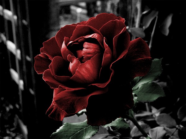 rose