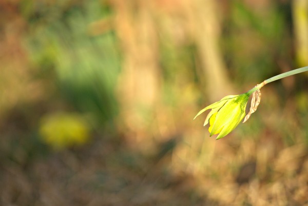 Daffodil