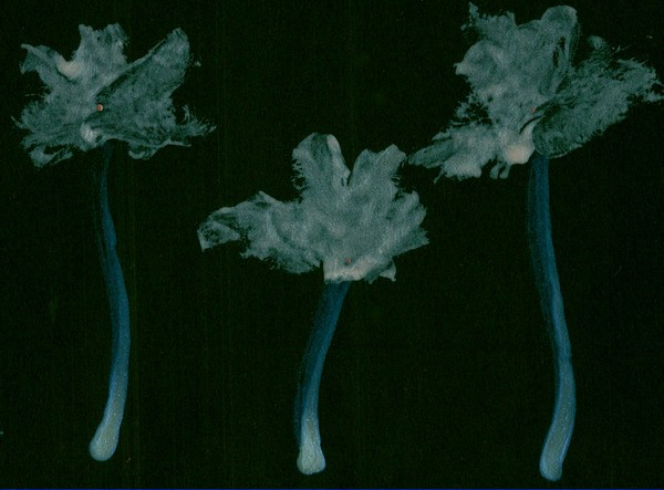 Celery Stalks