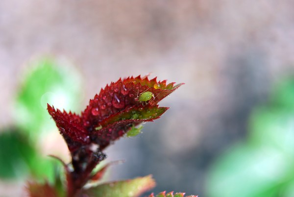 Nikon_03232009_2176