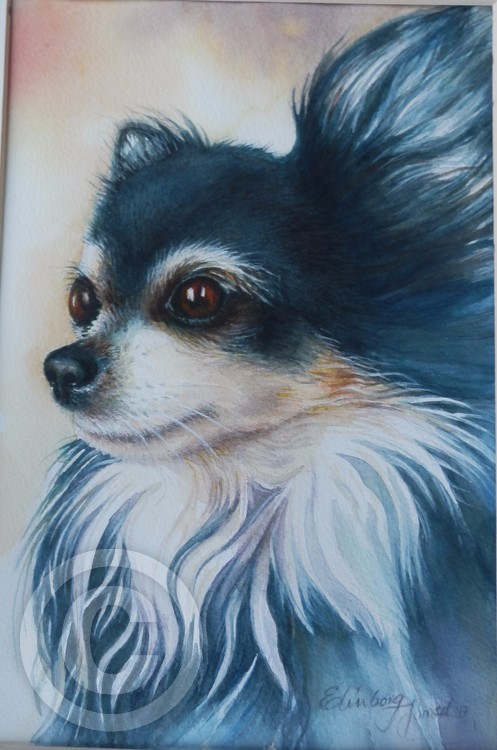 Númi ,Dog Portrait