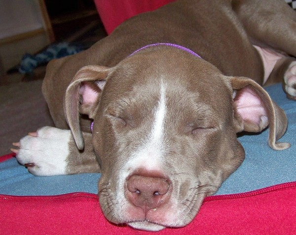 Puppy Played Out