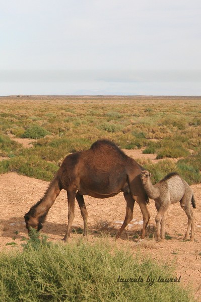 Camels on the edge of the Sahara