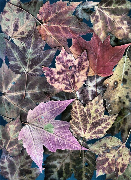 Leaves Collage 7 4 1a