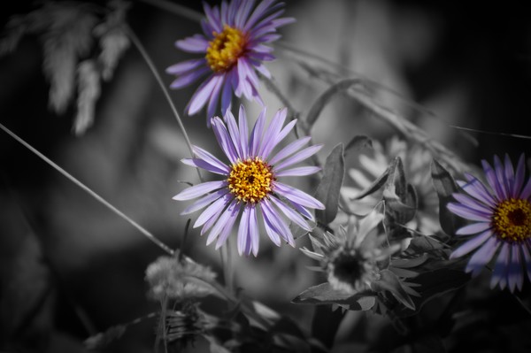 Siberian Aster