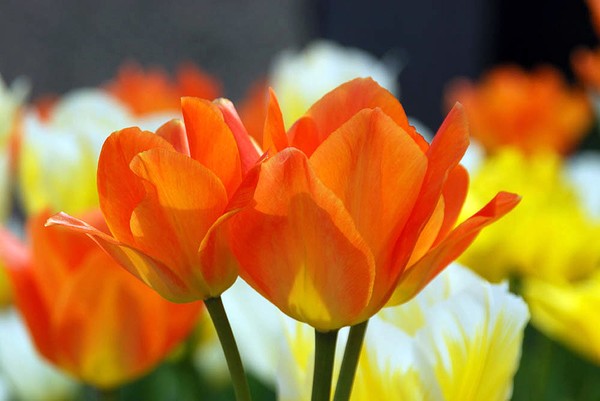 Pastel Orange
