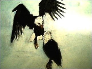 eagles