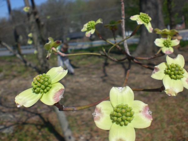Dogwood_Tree_2