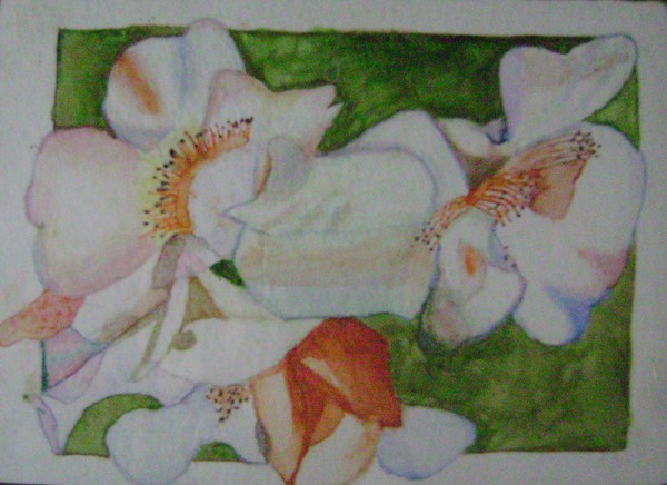 magnolia watercolor