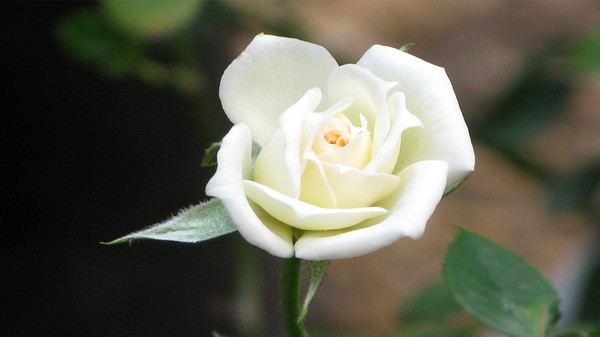 WhiteRose001