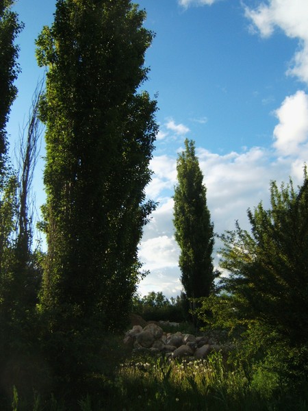 tree farm..
