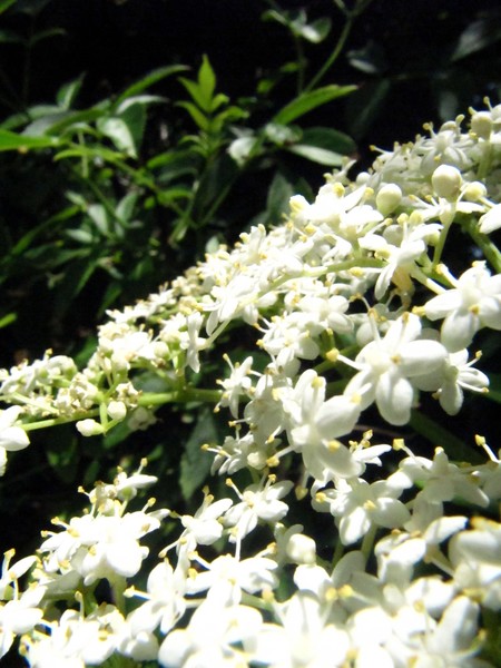 Field of white