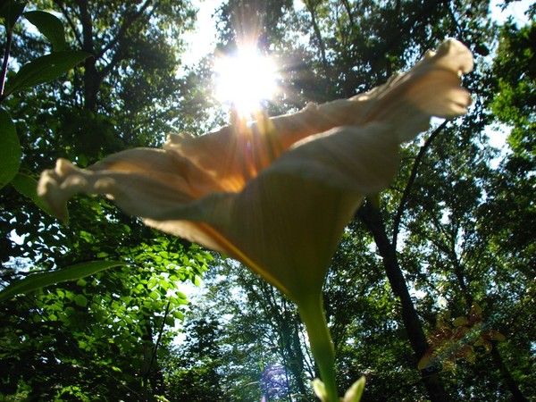 Sunlit Lily 1