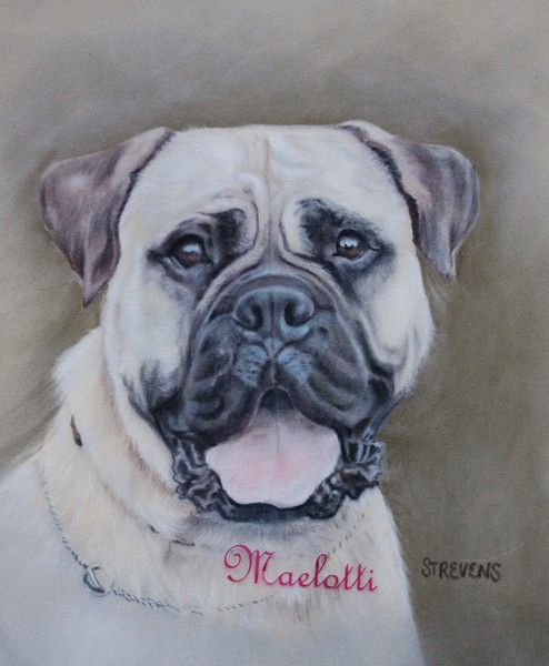 Pastel on Velour of Bullmastiff