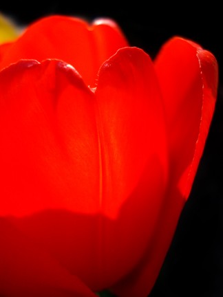 Scarlett Heart