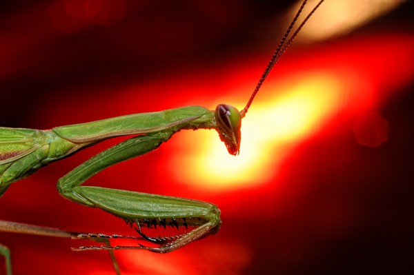 Mantis!