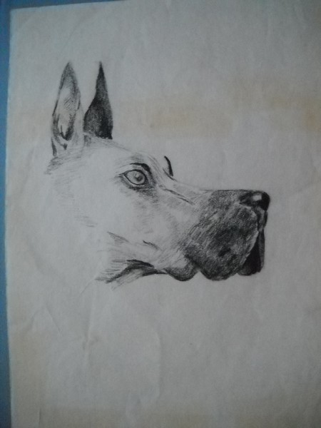 great dane
