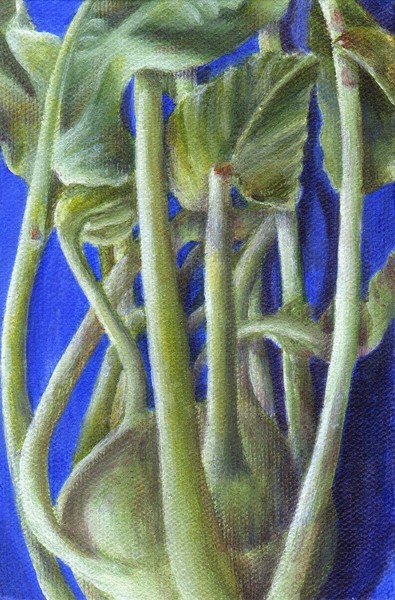 Kohlrabi
