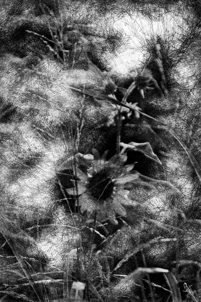 sunflowers