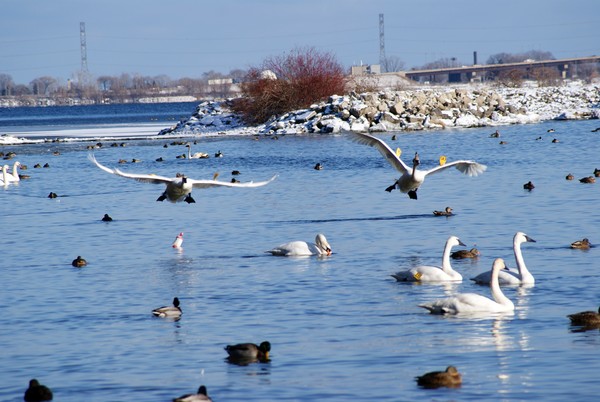 The Landing