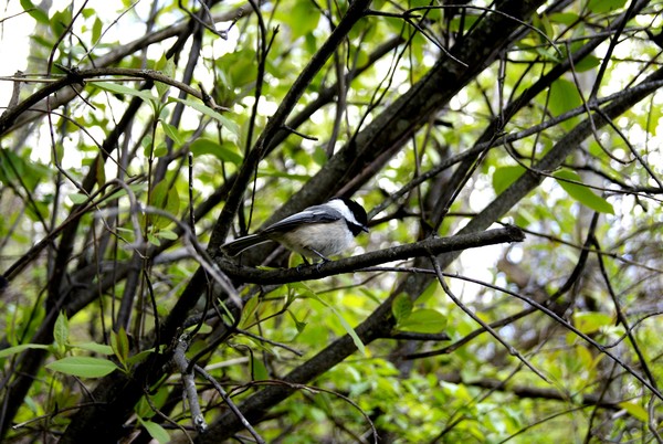 Chickadee