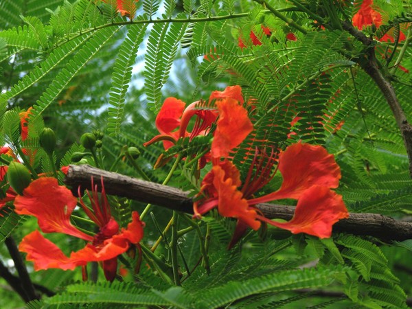 gulmohar