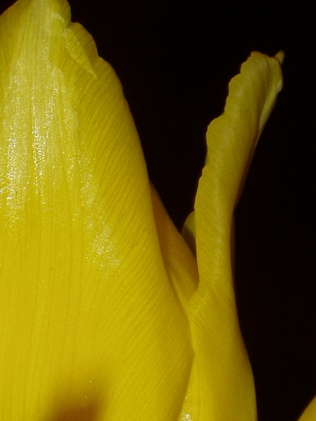 Tulip