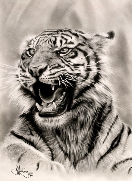 Tiger drawing