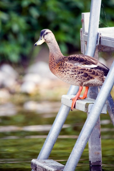 Duck on a Ladder
