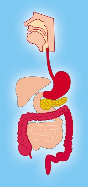 Viscera