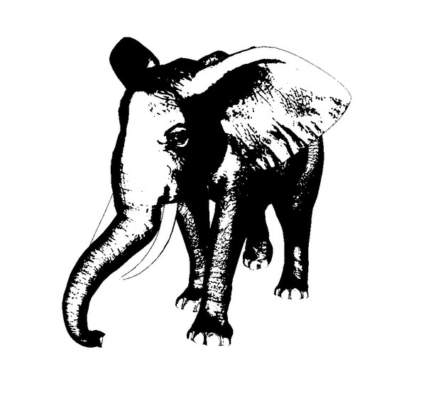 Elephant Illustration